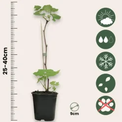 Planten|Bomen-Plant in a Box Frambozenplant - Set van 6 - Rubus ideaus 'Autumn Bliss' - Hoogte 25-40cm - ⌀9cm