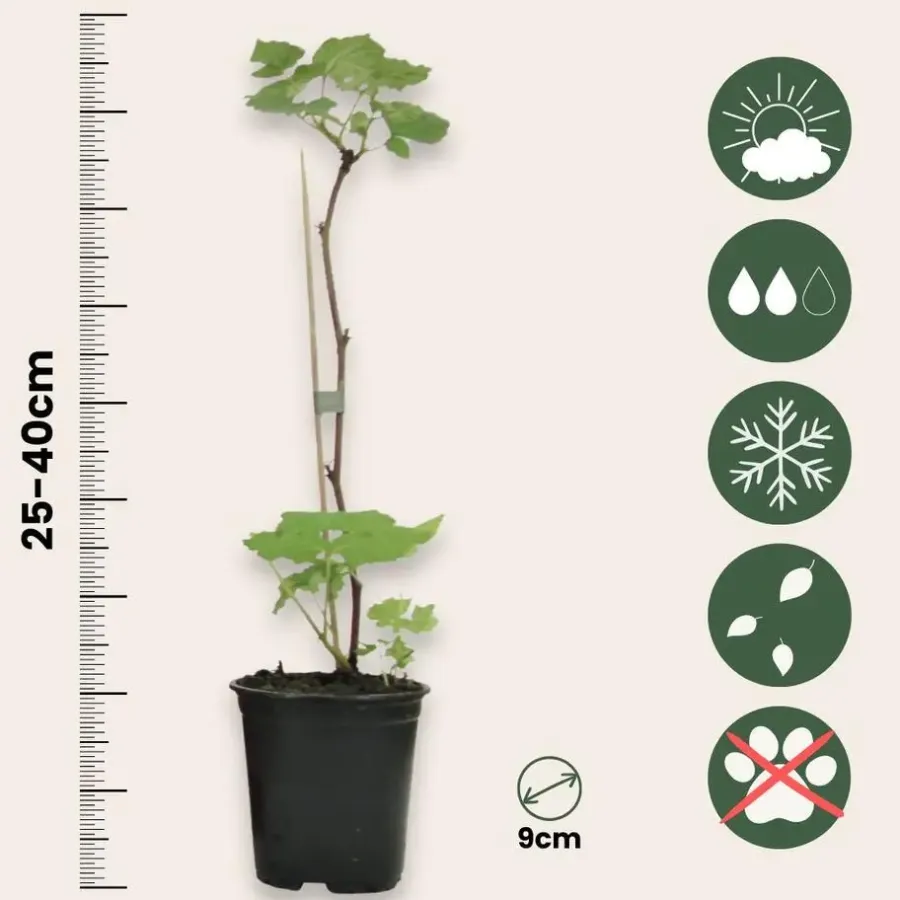 Planten|Bomen-Plant in a Box Frambozenplant - Set van 6 - Rubus ideaus 'Autumn Bliss' - Hoogte 25-40cm - ⌀9cm