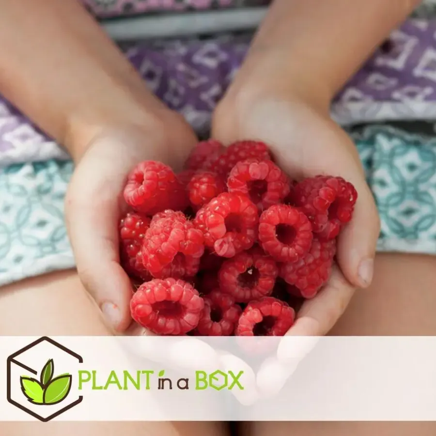 Planten|Bomen-Plant in a Box Frambozenplant - Set van 6 - Rubus ideaus 'Autumn Bliss' - Hoogte 25-40cm - ⌀9cm