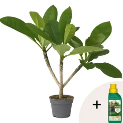 Plant in a Box Frangipani Hawaii + plantenvoeding - Plumeria rubra - Hoogte 45-55cm - ⌀17cm