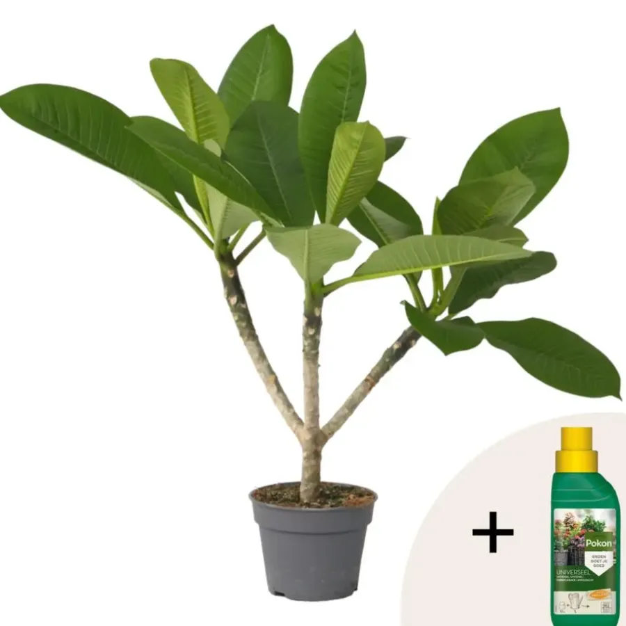Plant in a Box Frangipani Hawaii + plantenvoeding - Plumeria rubra - Hoogte 45-55cm - ⌀17cm