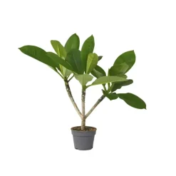 Plant in a Box Frangipani Hawaii - Plumeria rubra 'Hawaii' - Hoogte 45-55cm - ⌀17cm