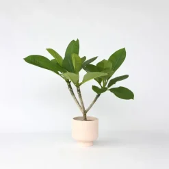 Plant in a Box Frangipani Hawaii - Plumeria rubra 'Hawaii' - Hoogte 45-55cm - ⌀17cm