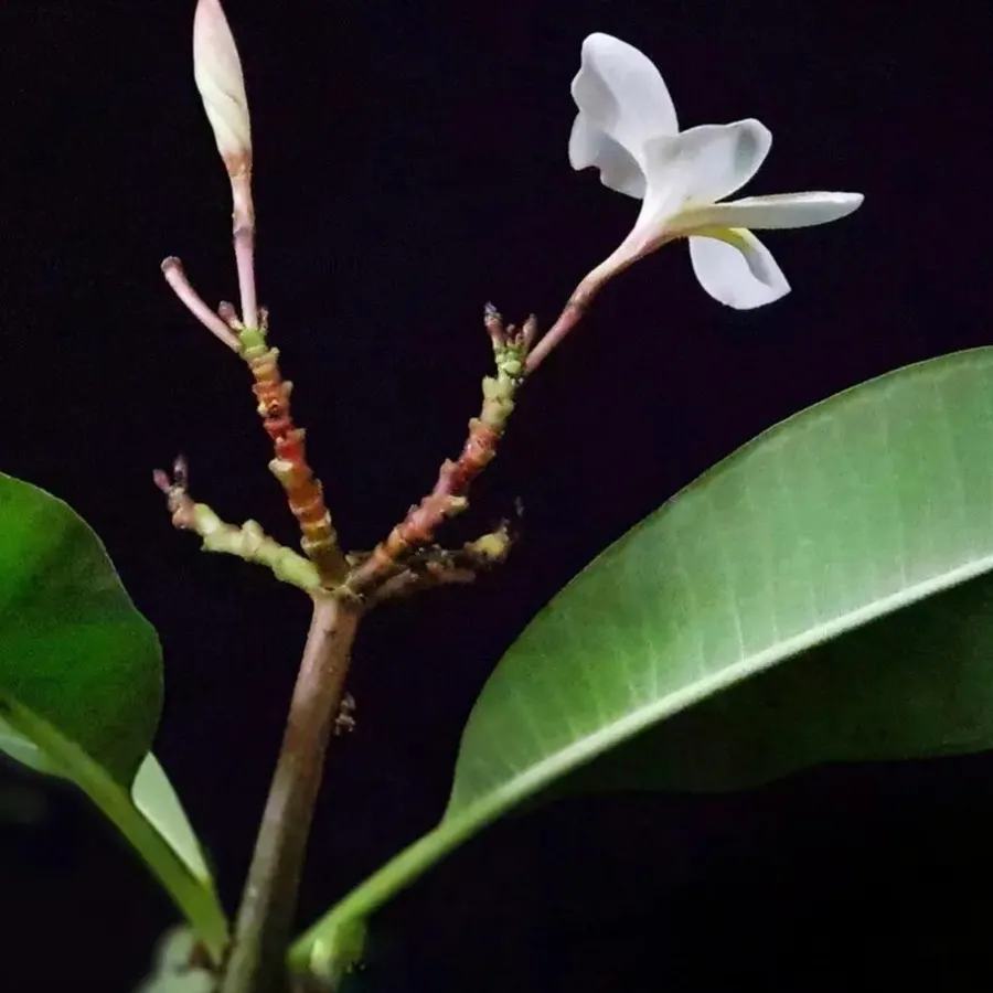 Plant in a Box Frangipani Hawaii - Plumeria rubra 'Hawaii' - Hoogte 45-55cm - ⌀17cm