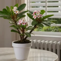 Plant in a Box Frangipani Hawaii - Plumeria rubra 'Hawaii' - Hoogte 45-55cm - ⌀17cm