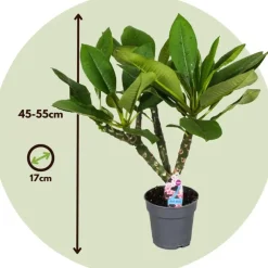 Plant in a Box Frangipani Hawaii - Plumeria rubra 'Hawaii' - Hoogte 45-55cm - ⌀17cm