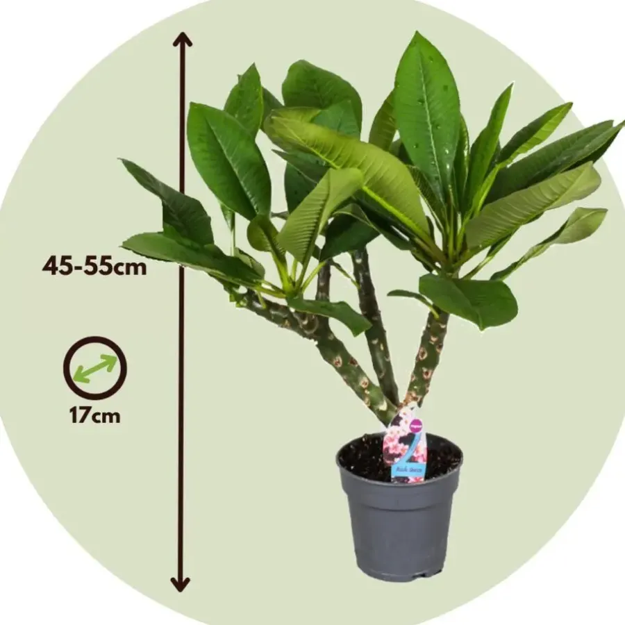 Plant in a Box Frangipani Hawaii - Plumeria rubra 'Hawaii' - Hoogte 45-55cm - ⌀17cm