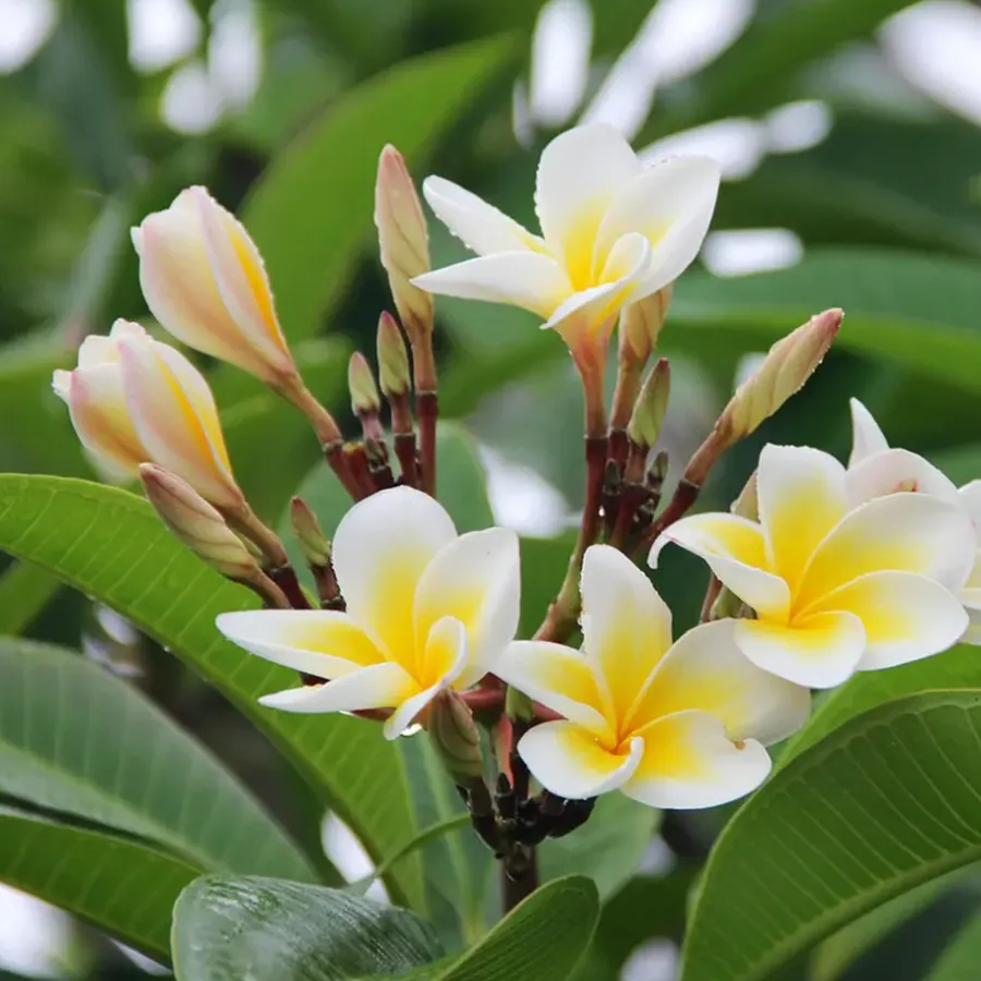Plant in a Box Frangipani Hawaii - Plumeria rubra 'Hawaii' - Hoogte 45-55cm - ⌀17cm