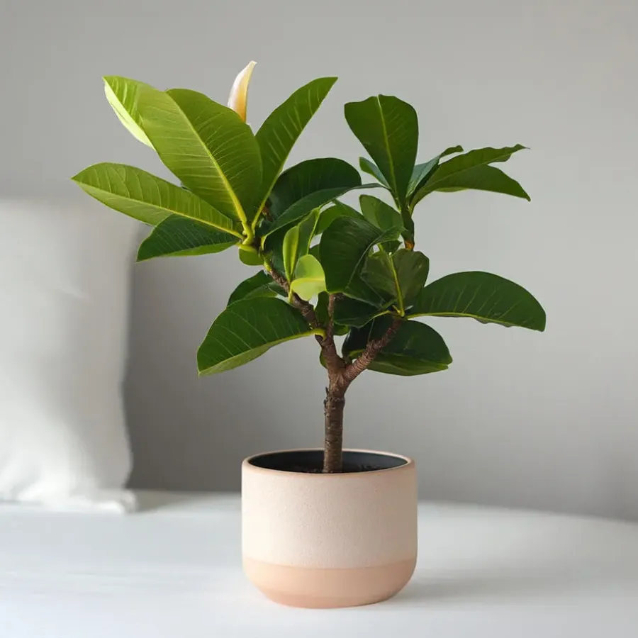 Plant in a Box Frangipani Hawaii - Plumeria rubra 'Hawaii' - Hoogte 45-55cm - ⌀17cm