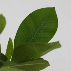 Plant in a Box Frangipani Hawaii - Plumeria rubra 'Hawaii' - Hoogte 45-55cm - ⌀17cm