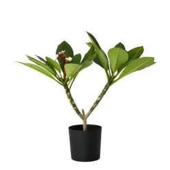 Plant in a Box Frangipani roze - Plumeria rubra 'Roze' - Hoogte 55-70cm - ⌀17cm