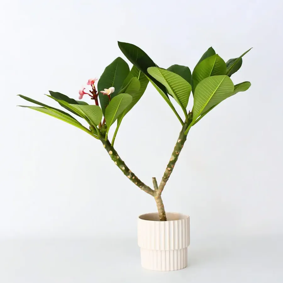 Plant in a Box Frangipani roze - Plumeria rubra 'Roze' - Hoogte 55-70cm - ⌀17cm