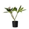 Plant in a Box Frangipani wit - Plumeria rubra 'White' - Hoogte 55-70cm - ⌀17cm