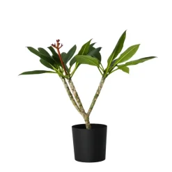 Plant in a Box Frangipani wit - Plumeria rubra 'White' - Hoogte 55-70cm - ⌀17cm