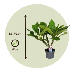 Plant in a Box Frangipani wit - Plumeria rubra 'White' - Hoogte 55-70cm - ⌀17cm