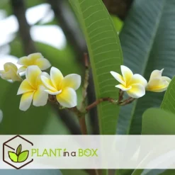 Plant in a Box Frangipani wit - Plumeria rubra 'White' - Hoogte 55-70cm - ⌀17cm