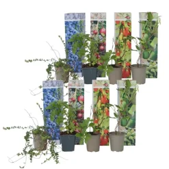 Planten|Bomen-Plant in a Box Fruitstruiken - Set van 8 - Actinidia, Vaccinium, Lycium - Hoogte 25-40cm - ⌀9cm