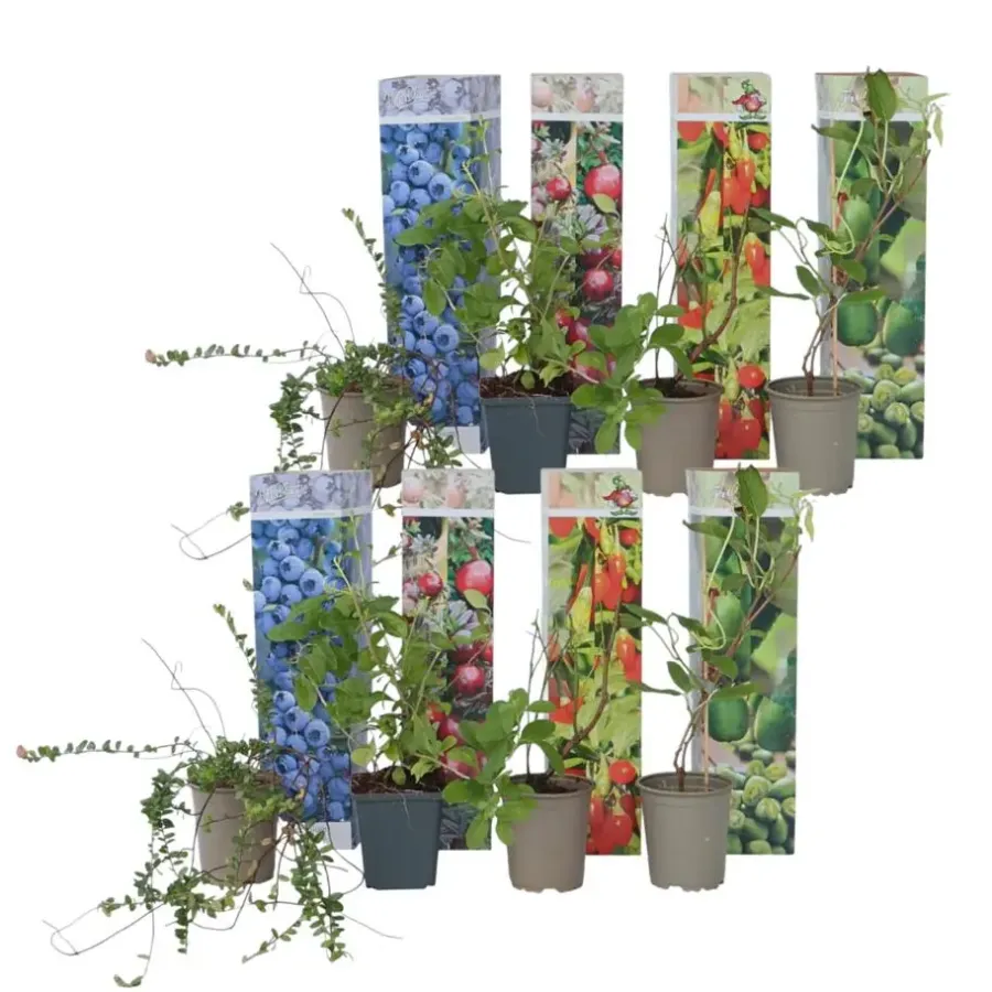 Planten|Bomen-Plant in a Box Fruitstruiken - Set van 8 - Actinidia, Vaccinium, Lycium - Hoogte 25-40cm - ⌀9cm
