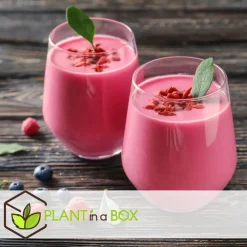 Planten|Bomen-Plant in a Box Fruitstruiken - Set van 8 - Actinidia, Vaccinium, Lycium - Hoogte 25-40cm - ⌀9cm