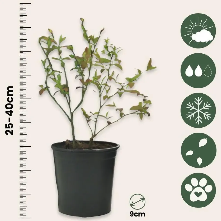 Planten|Bomen-Plant in a Box Fruitstruiken - Set van 8 - Actinidia, Vaccinium, Lycium - Hoogte 25-40cm - ⌀9cm