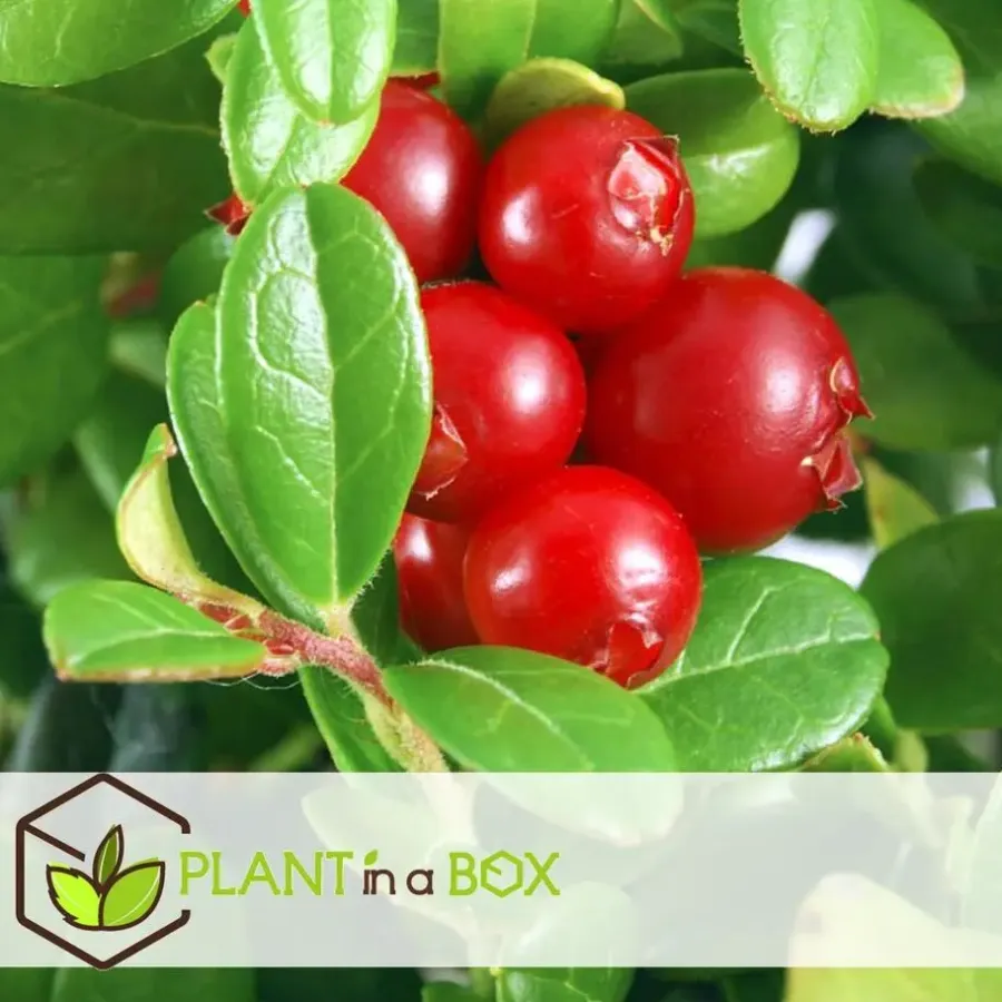 Planten|Bomen-Plant in a Box Fruitstruiken - Set van 8 - Actinidia, Vaccinium, Lycium - Hoogte 25-40cm - ⌀9cm