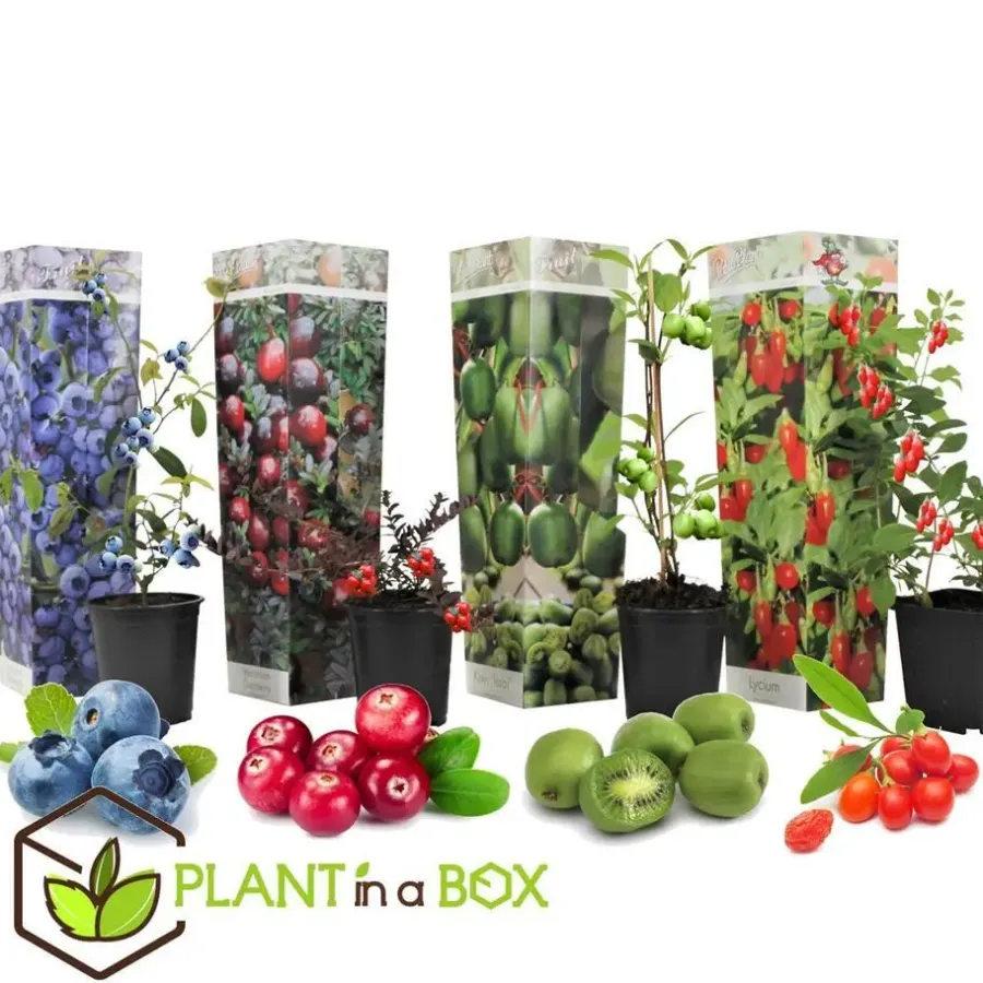 Planten|Bomen-Plant in a Box Fruitstruiken - Set van 8 - Actinidia, Vaccinium, Lycium - Hoogte 25-40cm - ⌀9cm