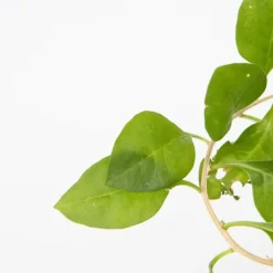 Planten|Bomen-Plant in a Box Fruitstruiken - Set van 8 - Actinidia, Vaccinium, Lycium - Hoogte 25-40cm - ⌀9cm