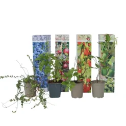 Bomen-Plant in a Box Fruitstruiken - Set van 4 - Actinidia, Vaccinium, Lycium - Hoogte 25-40cm - ⌀9cm