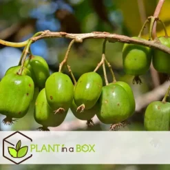 Bomen-Plant in a Box Fruitstruiken - Set van 4 - Actinidia, Vaccinium, Lycium - Hoogte 25-40cm - ⌀9cm