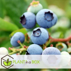 Bomen-Plant in a Box Fruitstruiken - Set van 4 - Actinidia, Vaccinium, Lycium - Hoogte 25-40cm - ⌀9cm