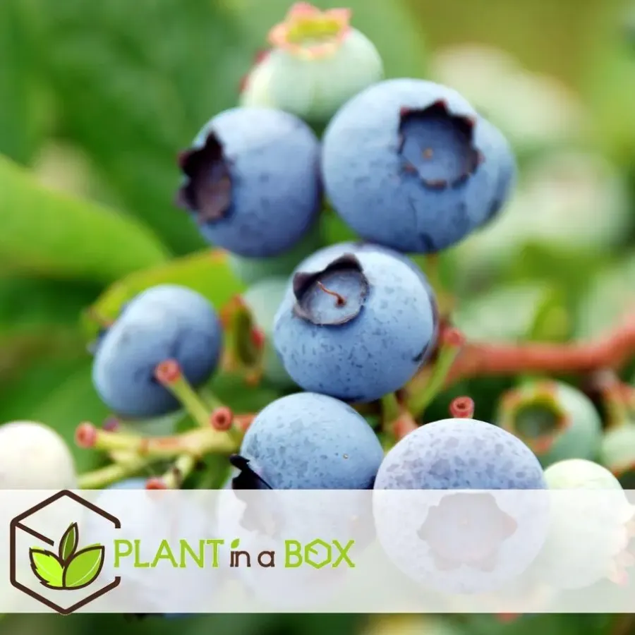 Bomen-Plant in a Box Fruitstruiken - Set van 4 - Actinidia, Vaccinium, Lycium - Hoogte 25-40cm - ⌀9cm
