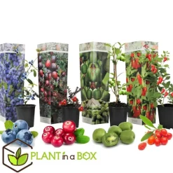 Bomen-Plant in a Box Fruitstruiken - Set van 4 - Actinidia, Vaccinium, Lycium - Hoogte 25-40cm - ⌀9cm