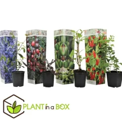 Bomen-Plant in a Box Fruitstruiken - Set van 4 - Actinidia, Vaccinium, Lycium - Hoogte 25-40cm - ⌀9cm