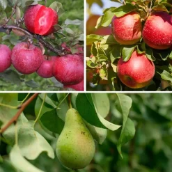 Plant in a Box Fruitzuilen - Set van 3 - Apple, pear - Hoogte 60-70cm - ⌀9cm