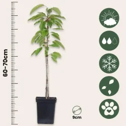 Plant in a Box Fruitzuilen - Set van 3 - Apple, pear - Hoogte 60-70cm - ⌀9cm