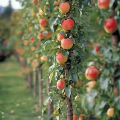 Plant in a Box Fruitzuilen - Set van 3 - Apple, pear - Hoogte 60-70cm - ⌀9cm