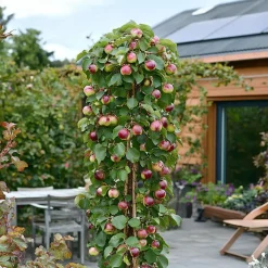 Plant in a Box Fruitzuilen - Set van 3 - Apple, pear - Hoogte 60-70cm - ⌀9cm