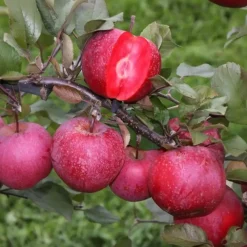 Plant in a Box Fruitzuilen - Set van 3 - Apple, pear - Hoogte 60-70cm - ⌀9cm