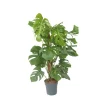 Plant in a Box Gatenplant - Monstera deliciosa - Hoogte 120-130cm - ⌀24cm