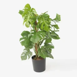 Plant in a Box Gatenplant - Monstera deliciosa - Hoogte 120-130cm - ⌀24cm