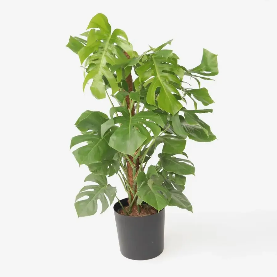 Plant in a Box Gatenplant - Monstera deliciosa - Hoogte 120-130cm - ⌀24cm