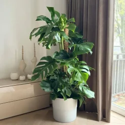 Plant in a Box Gatenplant - Monstera deliciosa - Hoogte 120-130cm - ⌀24cm