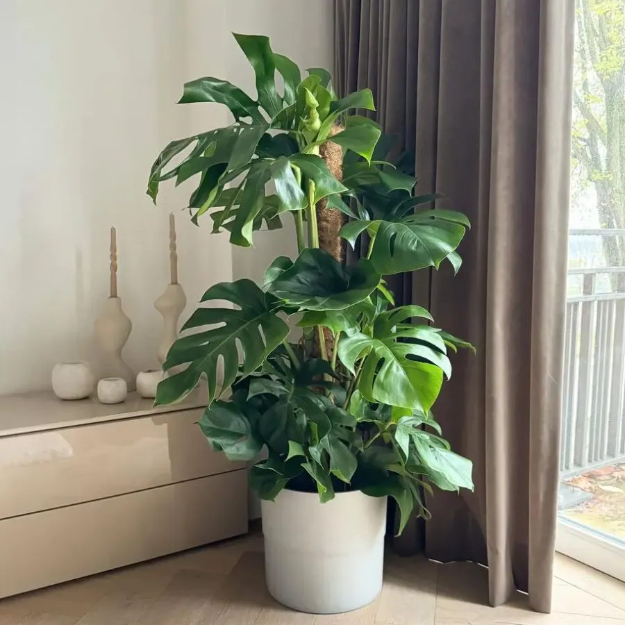 Plant in a Box Gatenplant - Monstera deliciosa - Hoogte 120-130cm - ⌀24cm