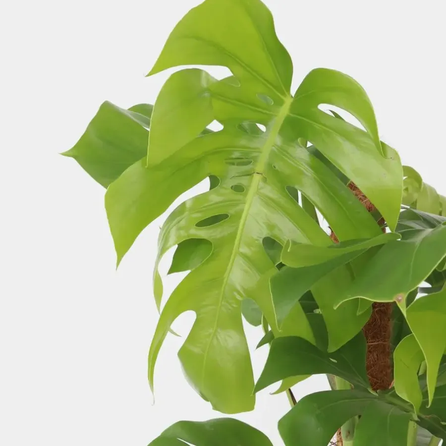 Plant in a Box Gatenplant - Monstera deliciosa - Hoogte 120-130cm - ⌀24cm