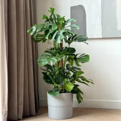 Plant in a Box Gatenplant - Monstera deliciosa - Hoogte 120-130cm - ⌀24cm