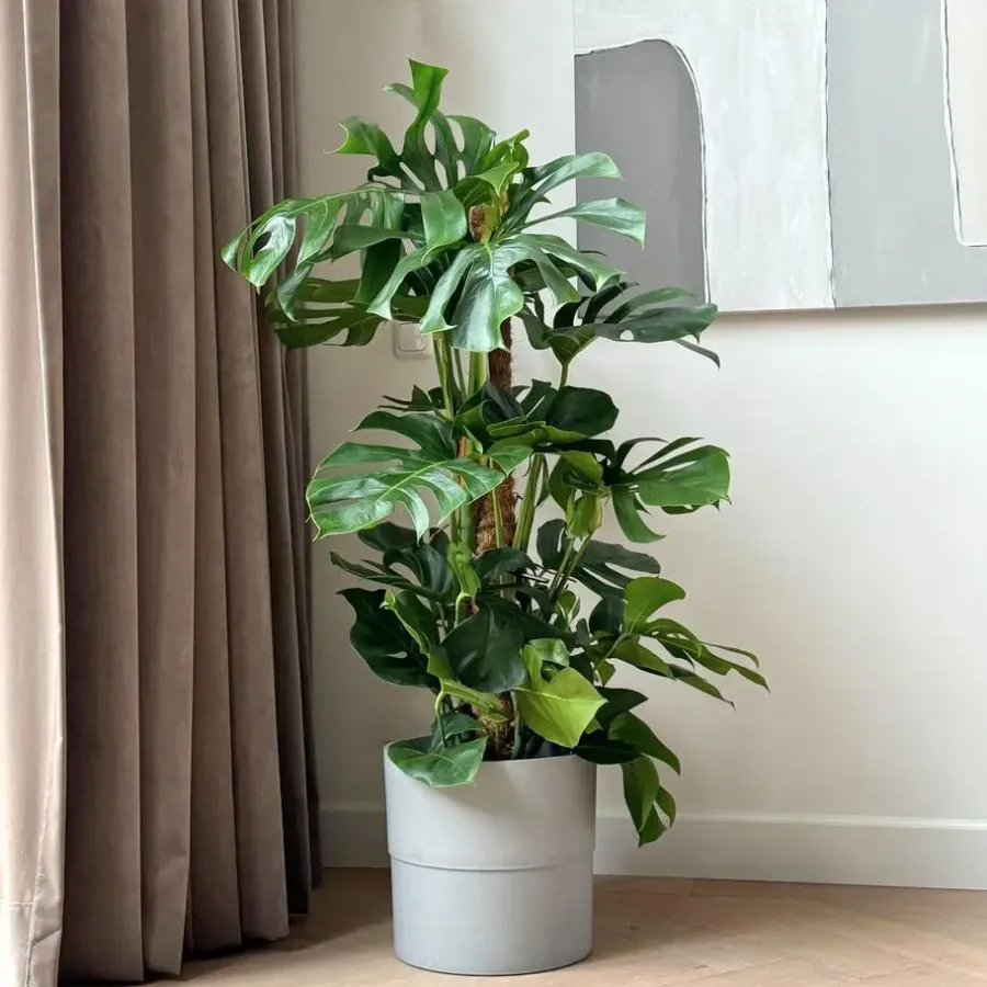 Plant in a Box Gatenplant - Monstera deliciosa - Hoogte 120-130cm - ⌀24cm