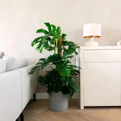 Plant in a Box Gatenplant - Monstera deliciosa - Hoogte 120-130cm - ⌀24cm