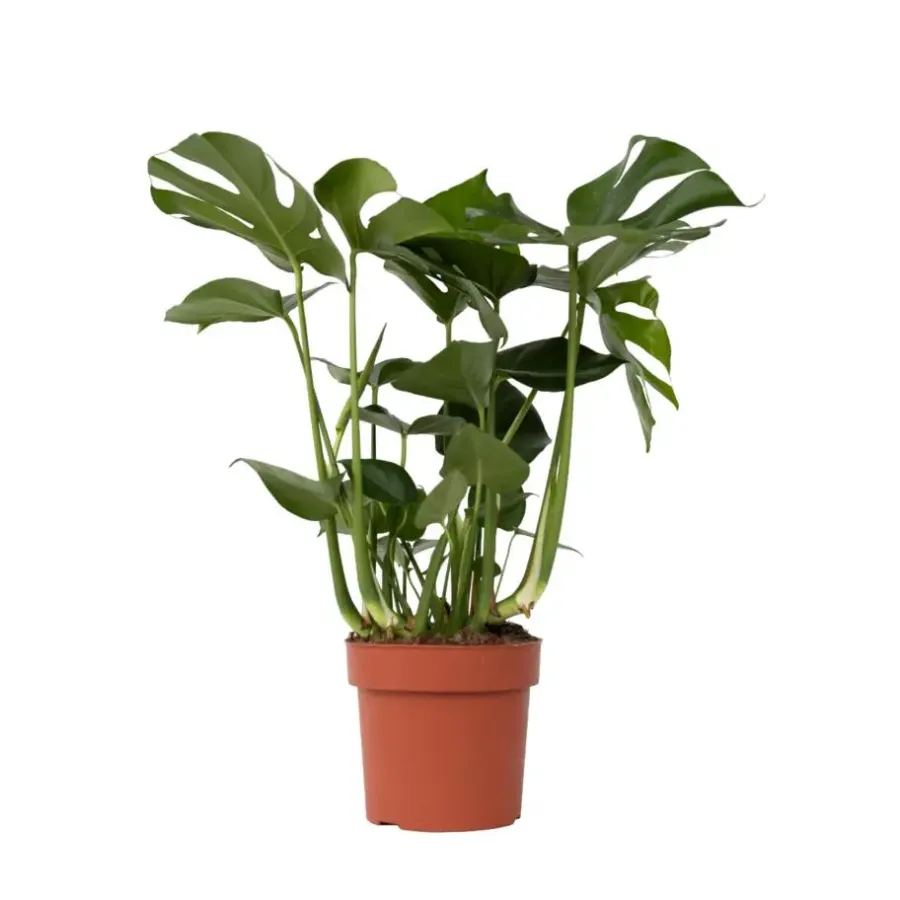 Kamerplanten-Plant in a Box Gatenplant - Monstera deliciosa - Hoogte 70-80cm - ⌀21cm