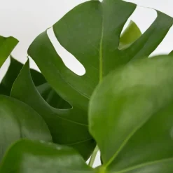 Kamerplanten-Plant in a Box Gatenplant - Monstera deliciosa - Hoogte 70-80cm - ⌀21cm