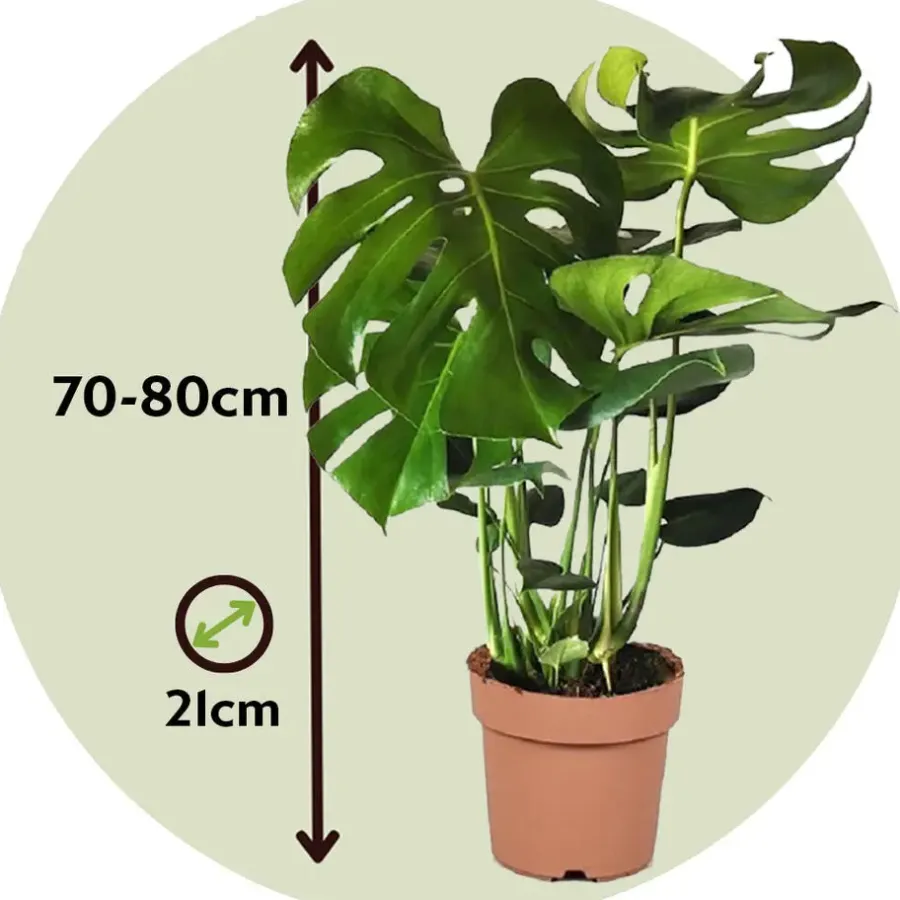 Kamerplanten-Plant in a Box Gatenplant - Monstera deliciosa - Hoogte 70-80cm - ⌀21cm